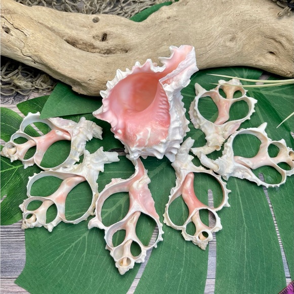 JUST IN- LG PINK MUREX CENTER CUT SHELLS SLICES DIY CRAFTING LOT - Picture 8 of 15